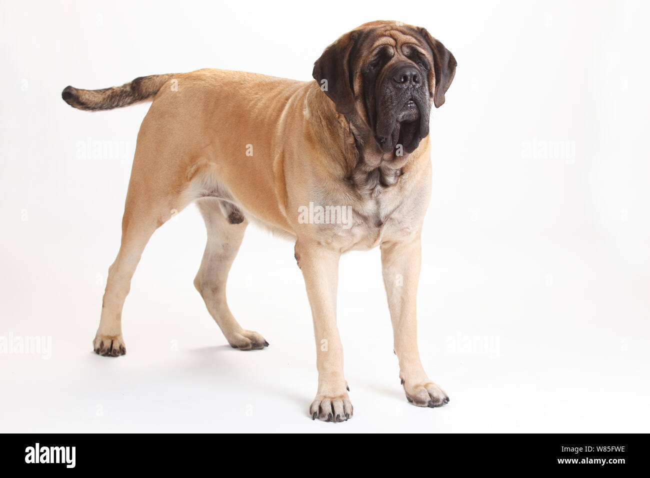 English Mastiff, maschio, ritratto contro uno sfondo bianco. Foto Stock