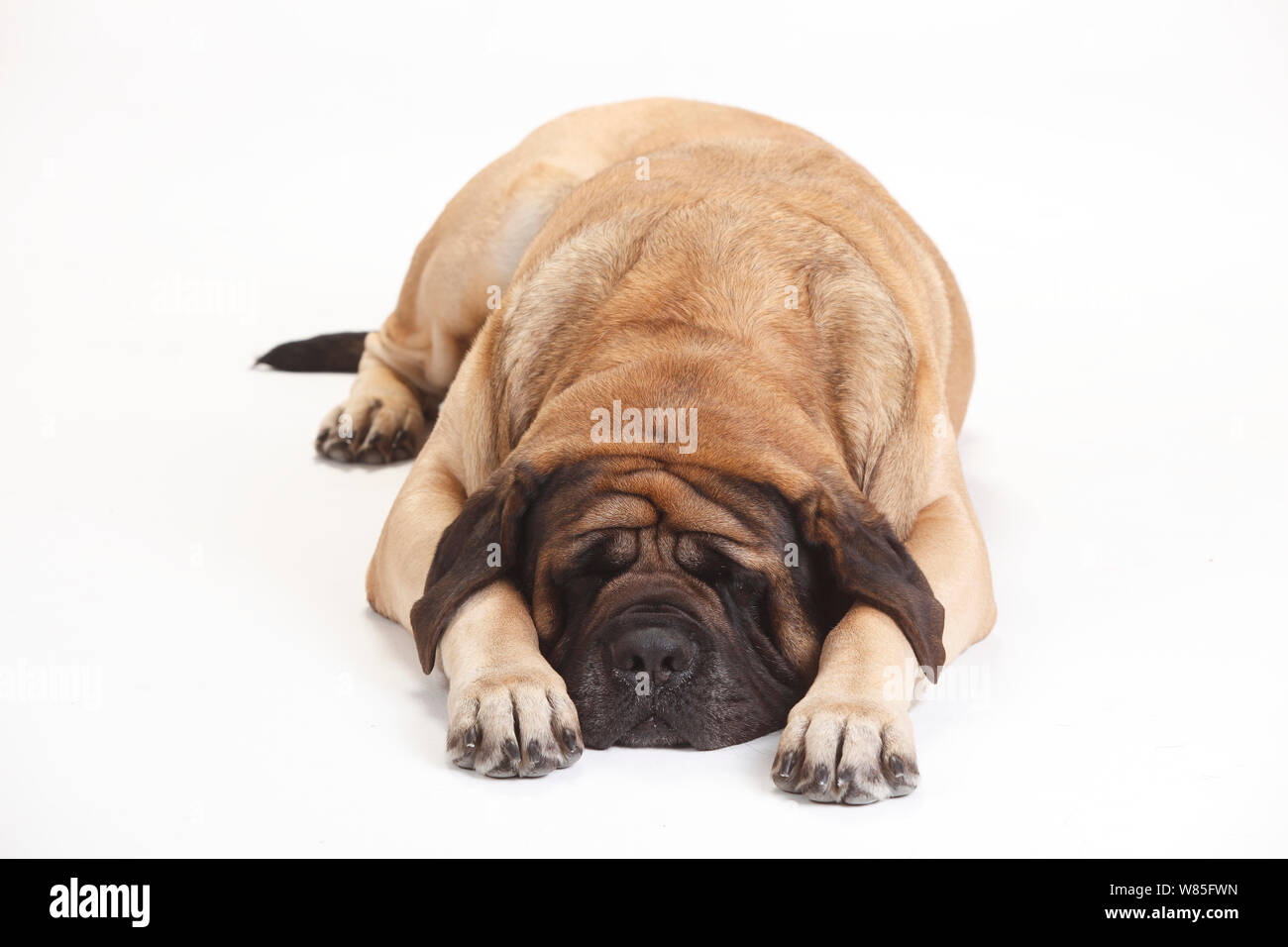 English Mastiff maschio, dormendo contro uno sfondo bianco. Foto Stock