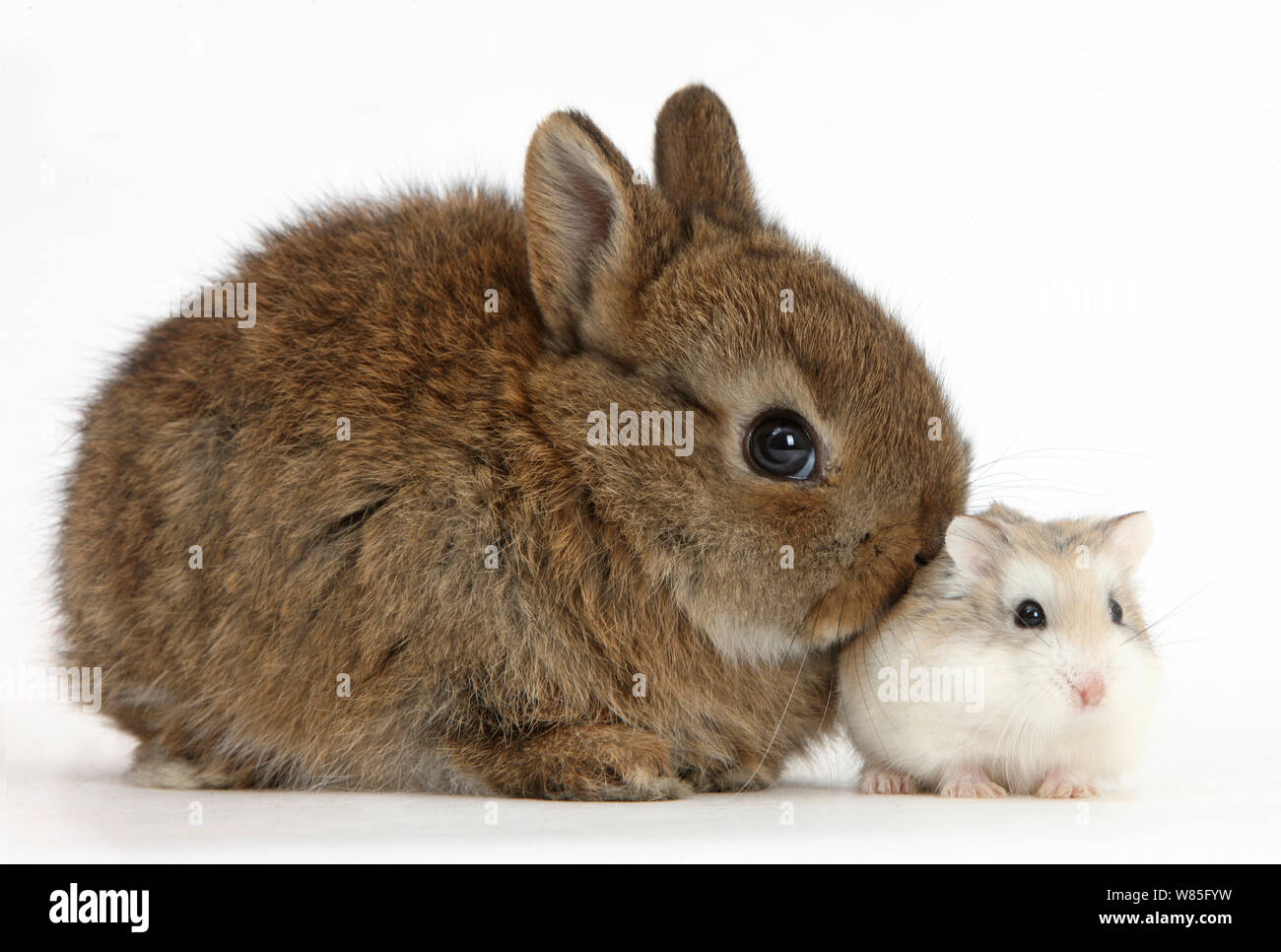 Baby Netherland Dwarf Rabbit con un criceto Roborovski (Phodopus roborovskii). Foto Stock