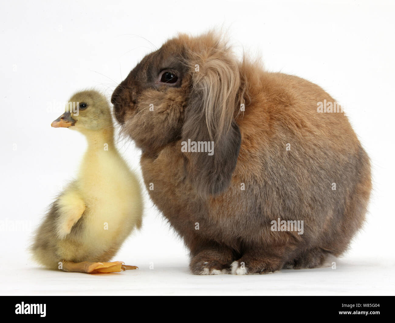 Lop Lionhead rabbit e Gosling. Foto Stock
