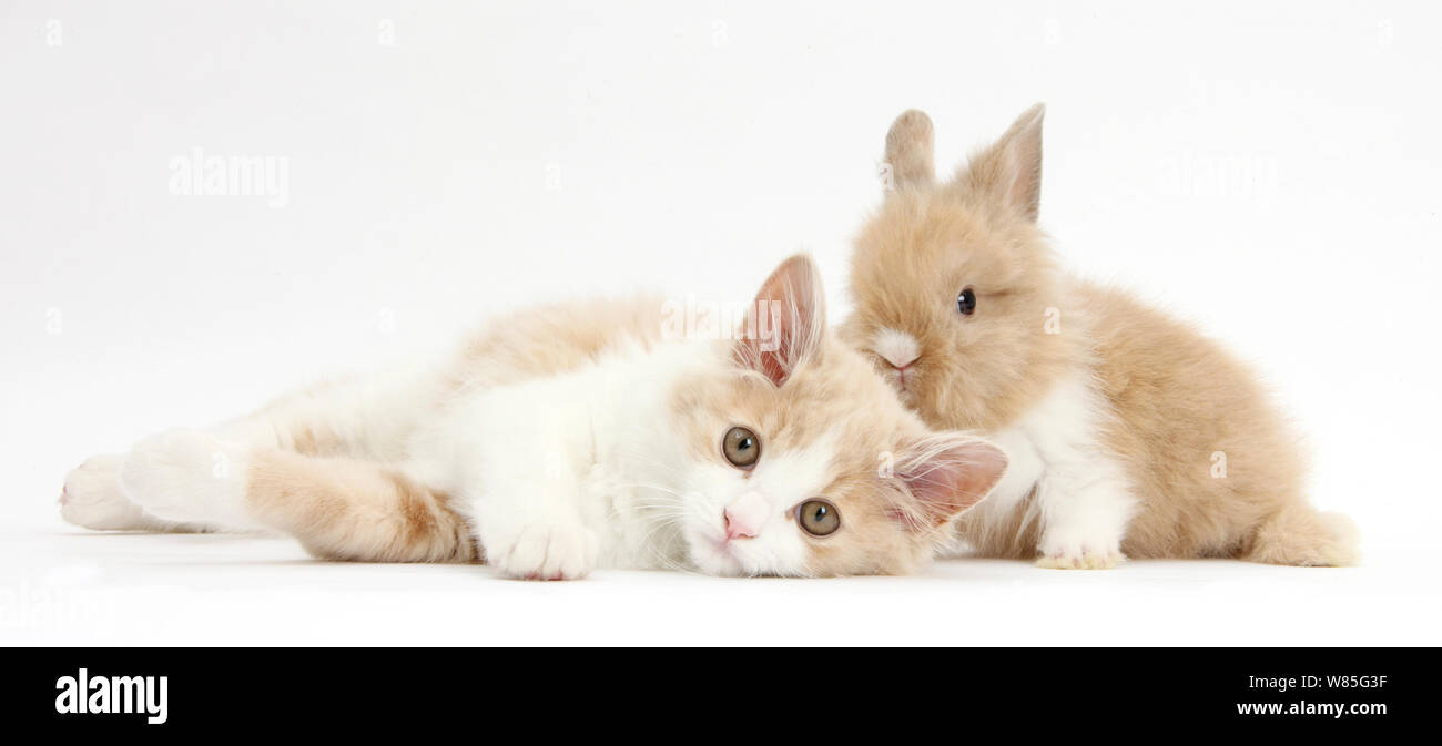 Lo zenzero e il bianco gattino siberiano, età 16 settimane, con baby Lionhead rabbit. Foto Stock