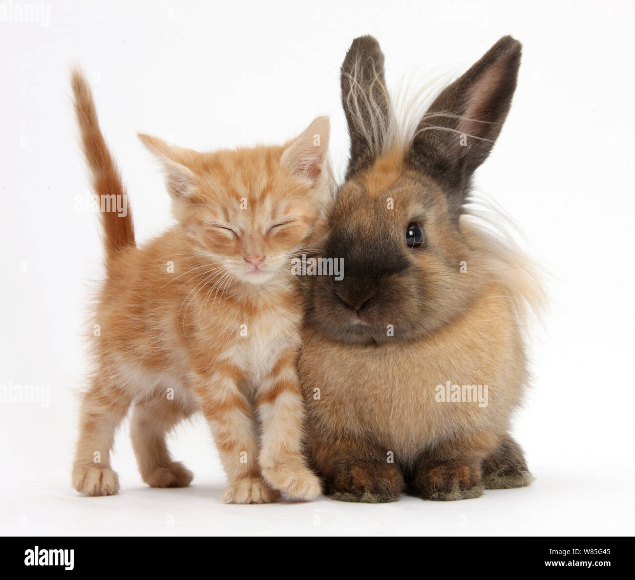 Lo zenzero assonnato gattino e croce Lionhead rabbit. Foto Stock