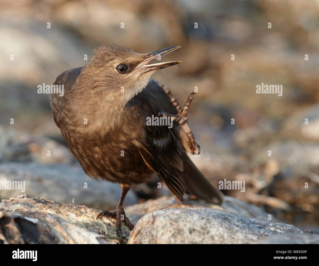 Starling comune (Sturnus vulgaris) capretti di graffiare la testa, Uto, Finlandia, Luglio Foto Stock