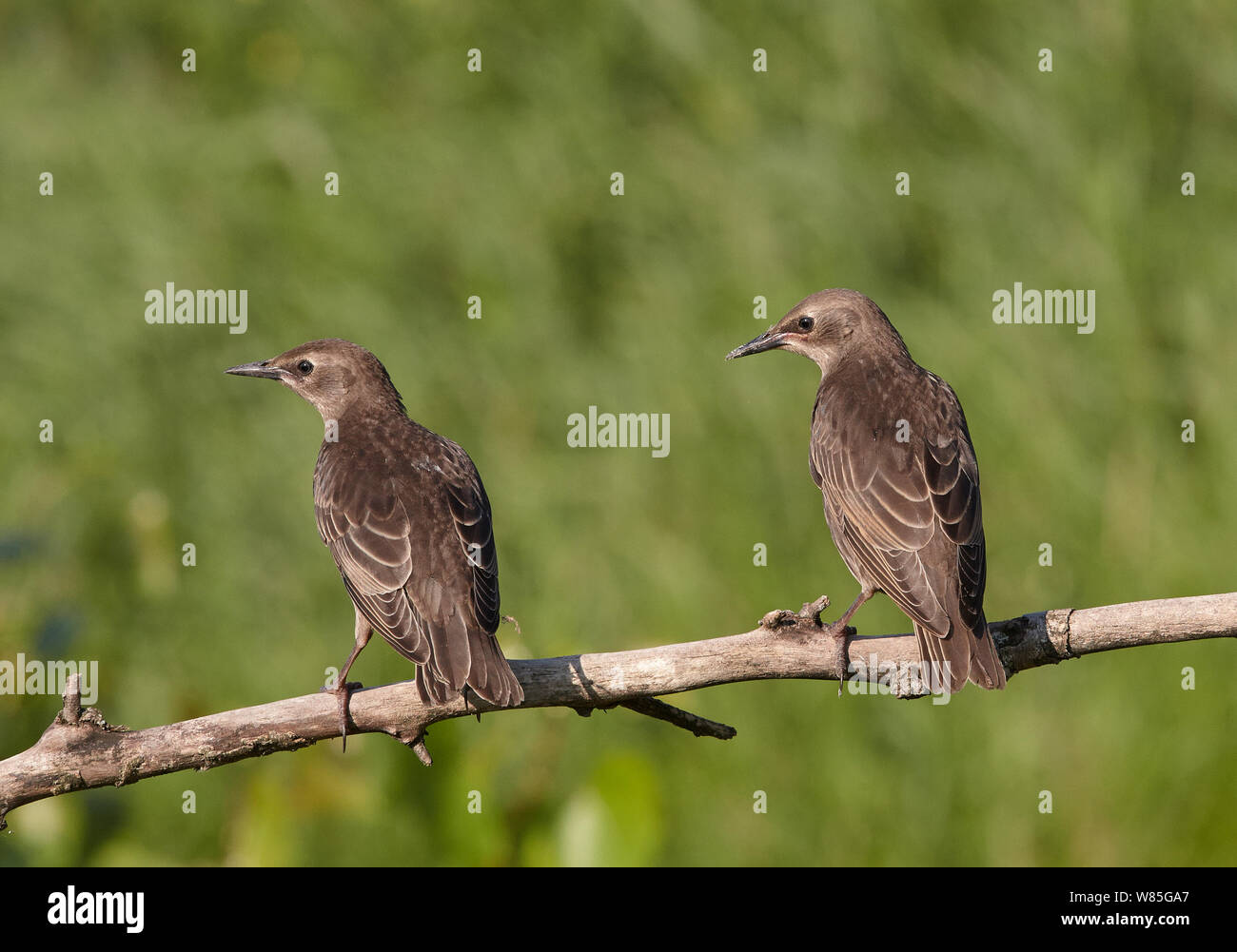 Starling comune (Sturnus vulgaris) novellame arroccato, Ungheria Giugno Foto Stock
