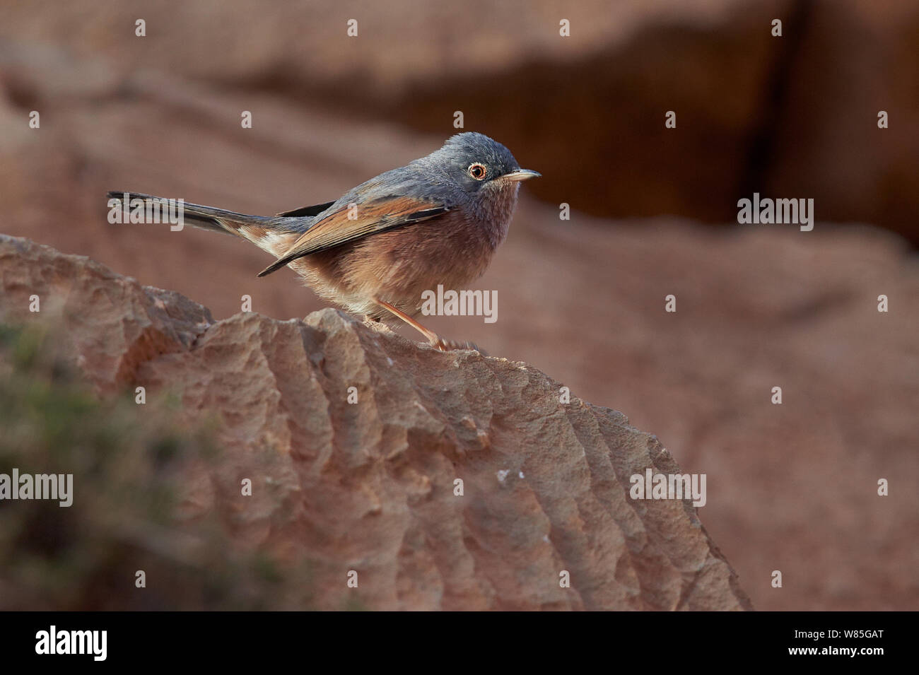 Tristram&#39;s trillo (Sylvia deserticola) Marocco Marzo Foto Stock