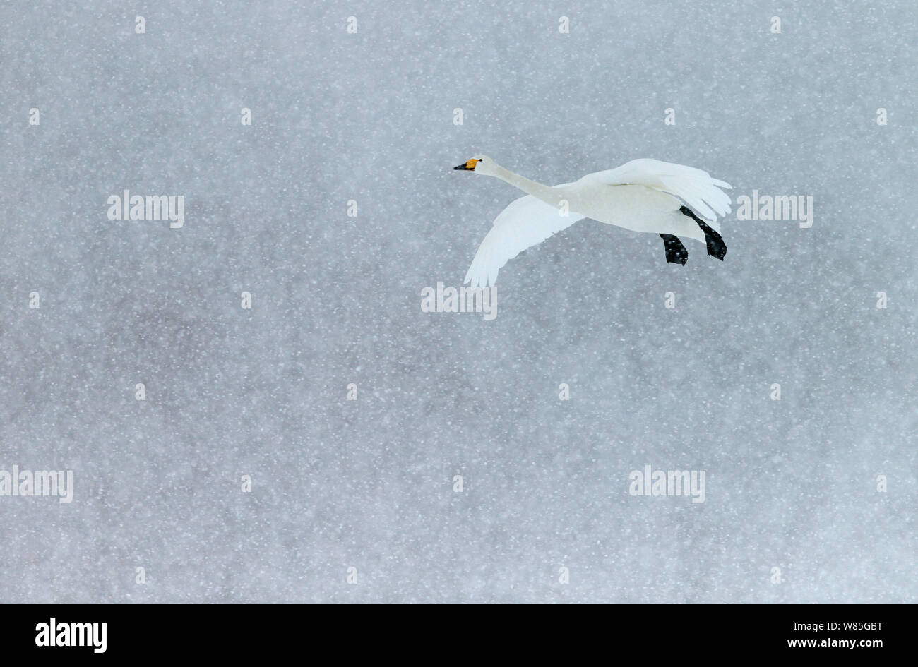 Whooper Swan (Cygnus cygnus) battenti durante la nevicata, Hokkaido, Giappone, Febbraio Foto Stock
