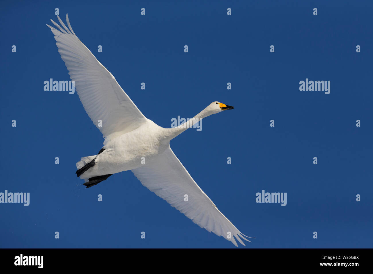 Whooper Swan (Cygnus cygnus) in volo contro il cielo blu, Hokkaido, Giappone, Febbraio Foto Stock