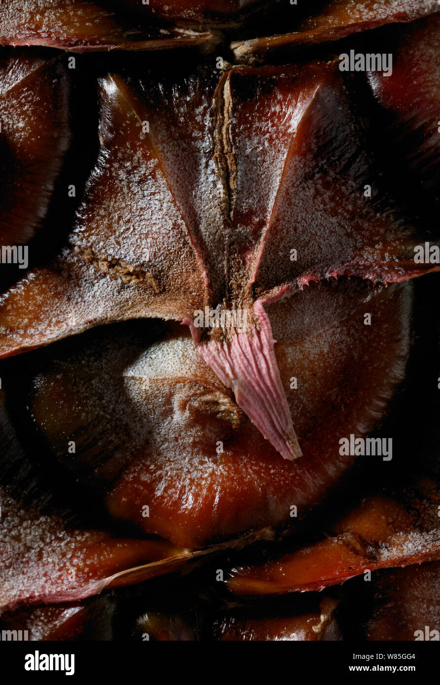 Close-up di un ananas (Ananas comosus), UK. Foto Stock