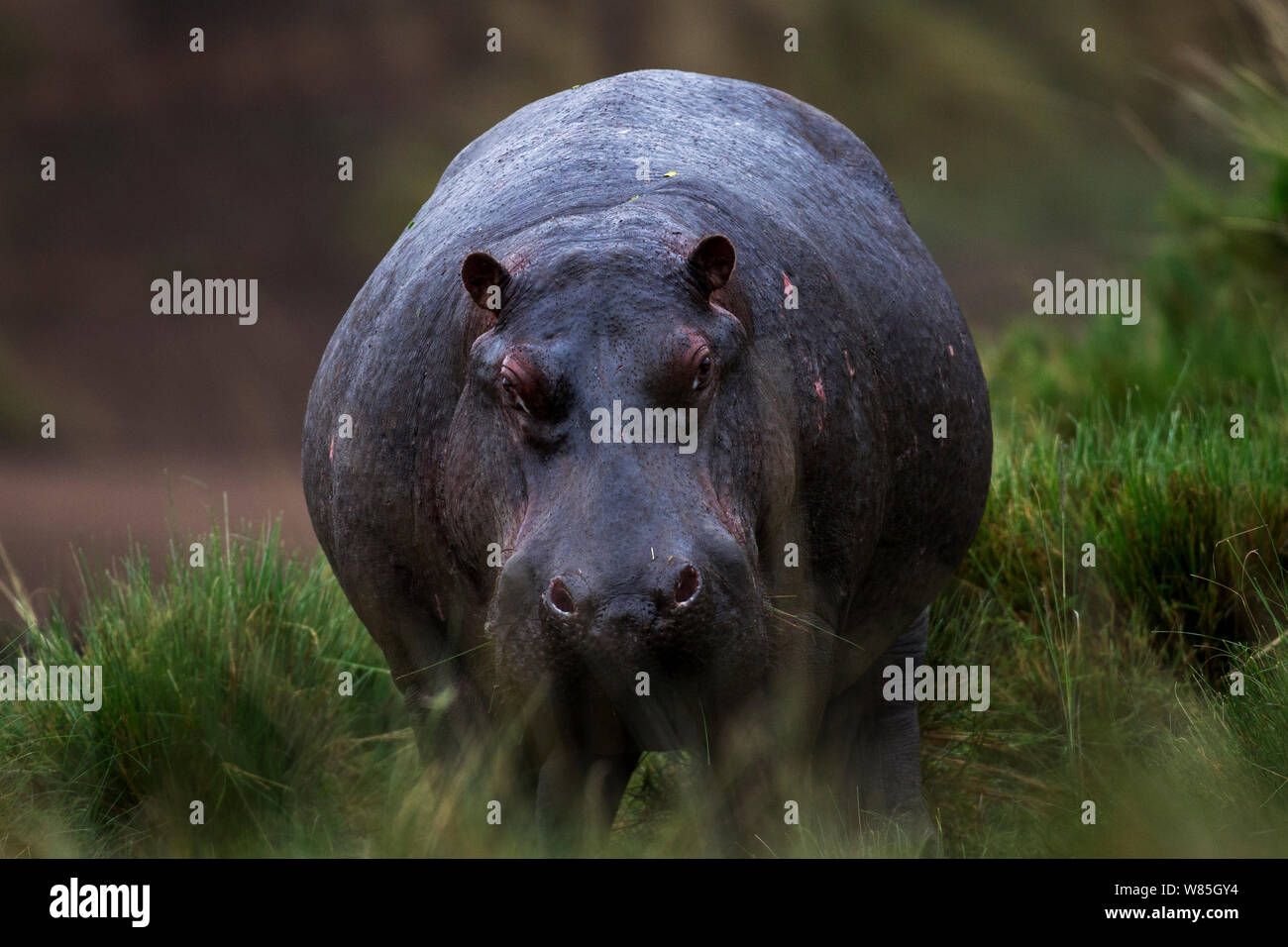 Ippopotamo (Hippopotamus amphibius) camminando attraverso l'erba. Il Masai Mara riserva nazionale del Kenya. Foto Stock