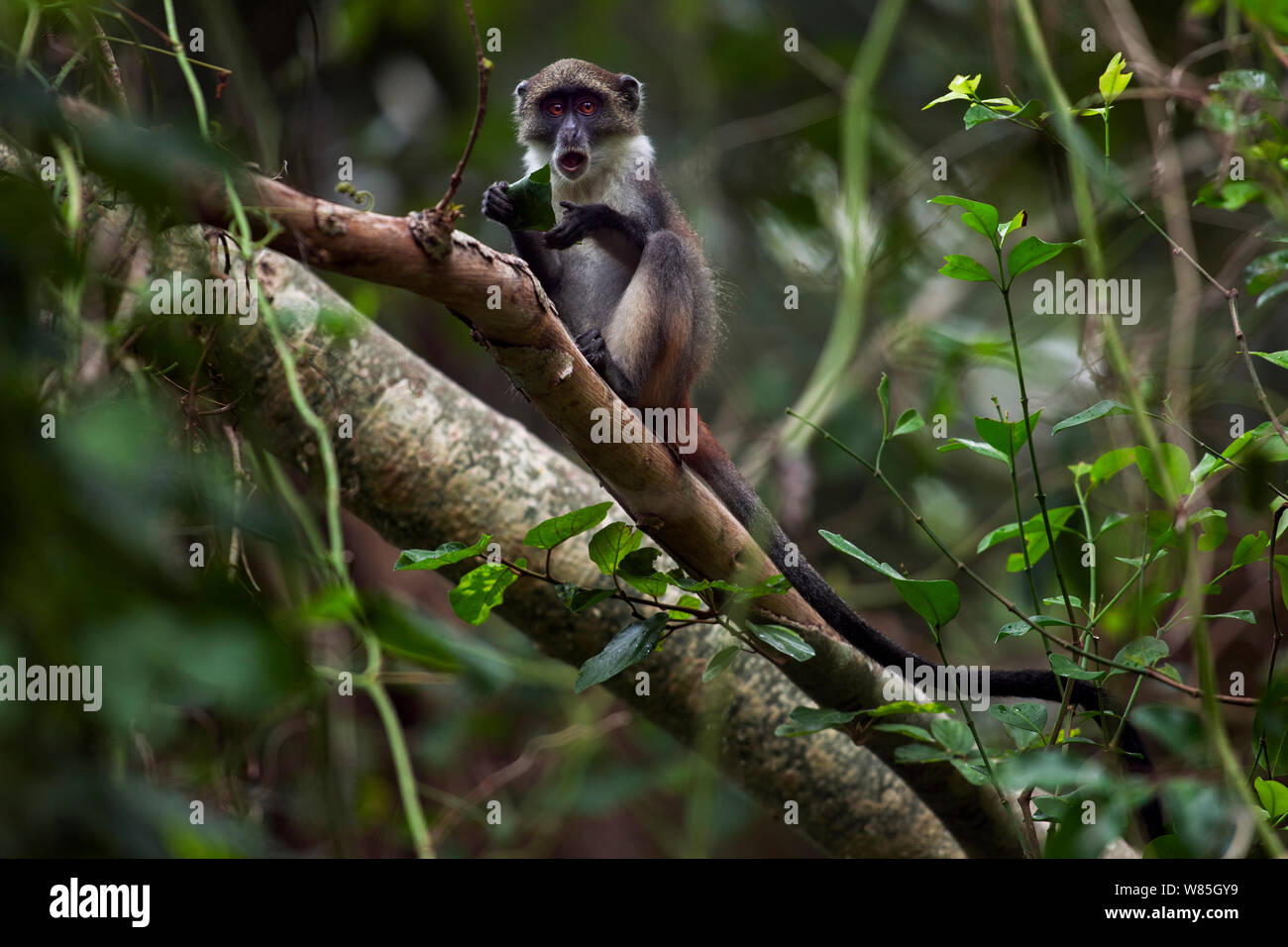 Pianura Sykes di scimmia (Cercopithecus mitis albotorquatus) alimentazione, fiume Tana foresta, a sud est del Kenya. Foto Stock