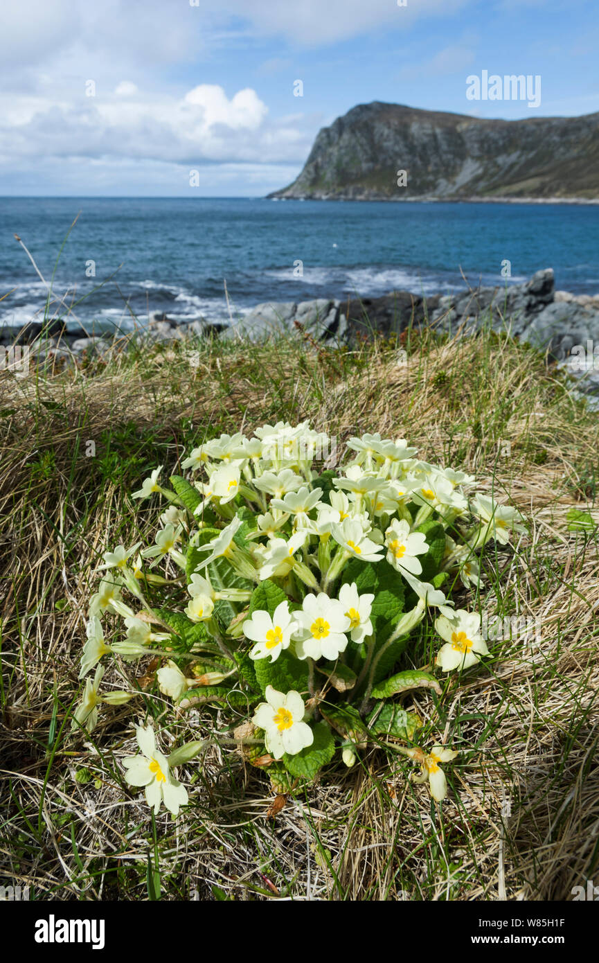 Primula comune (Primula vulgaris) sulla costa di Runde, Heroy, More og Romsdal, Norvegia, maggio 2012. Foto Stock