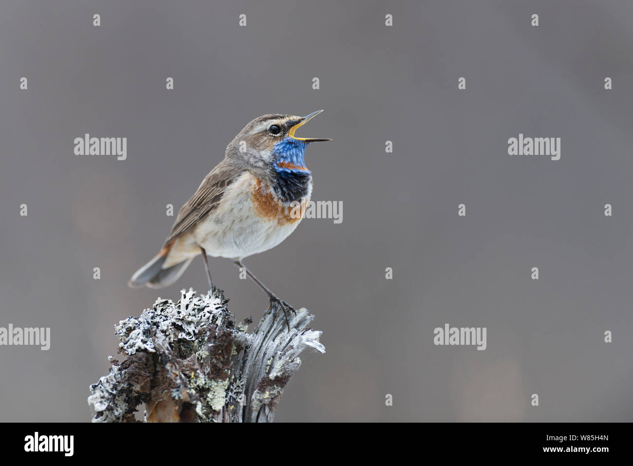 Pettazzurro (Luscinia svecica) maschio a cantare. Vauldalen, Norvegia, maggio. Foto Stock