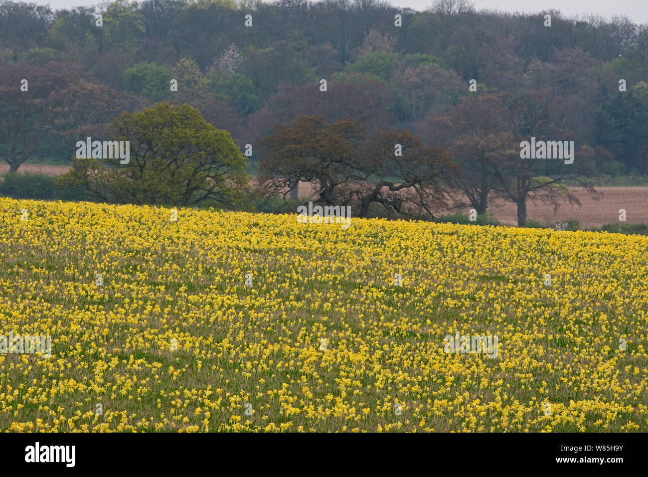 Cowslips (Primula veris) crescente in fiore prato, North Norfolk, Regno Unito, aprile 2014. Foto Stock