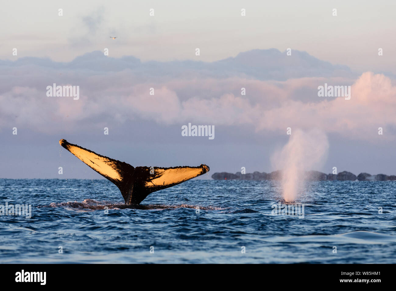 Fluke di immersioni Humpback Whale (Megaptera novaeangliae) con quello che soffia in background. Kvaloya, Troms, Norvegia settentrionale. Novembre. Foto Stock