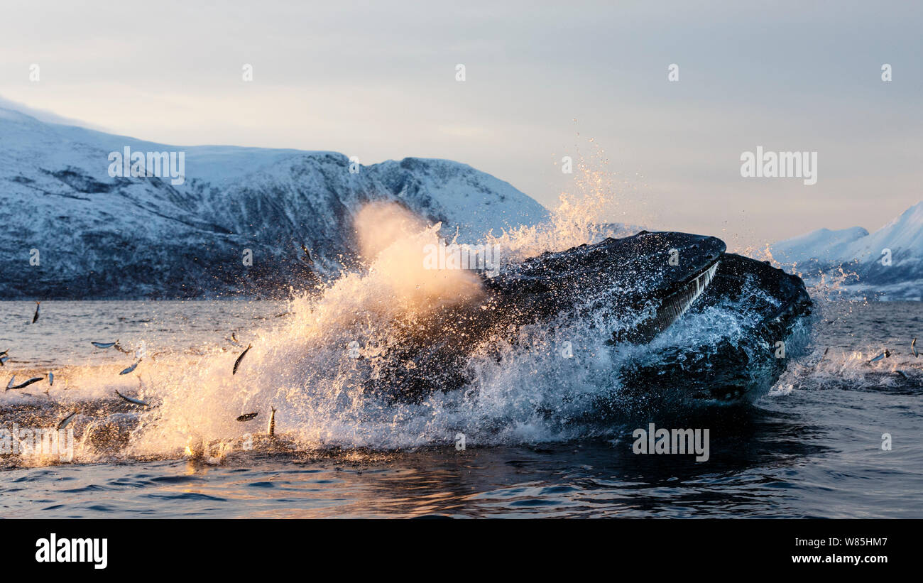 Le balene con la gobba (Megaptera novaeangliae) alimentazione su Aringa (Clupea harengus) Kvaloya, Troms, Norvegia settentrionale. Novembre. Sequenza 4 di 6. Foto Stock