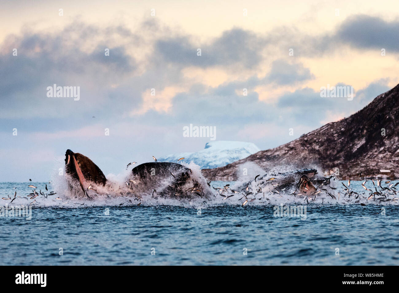 Centinaia di aringa (Clupea harengus) salta fuori dell'acqua quando la bolla-alimentazione rete megattere (Megaptera novaeangliae) attacco da sotto. Immagine che mostra il divario tra la mandibola superiore e inferiore. Kvaloya, Troms, Norvegia settentrionale. Novembre. Foto Stock
