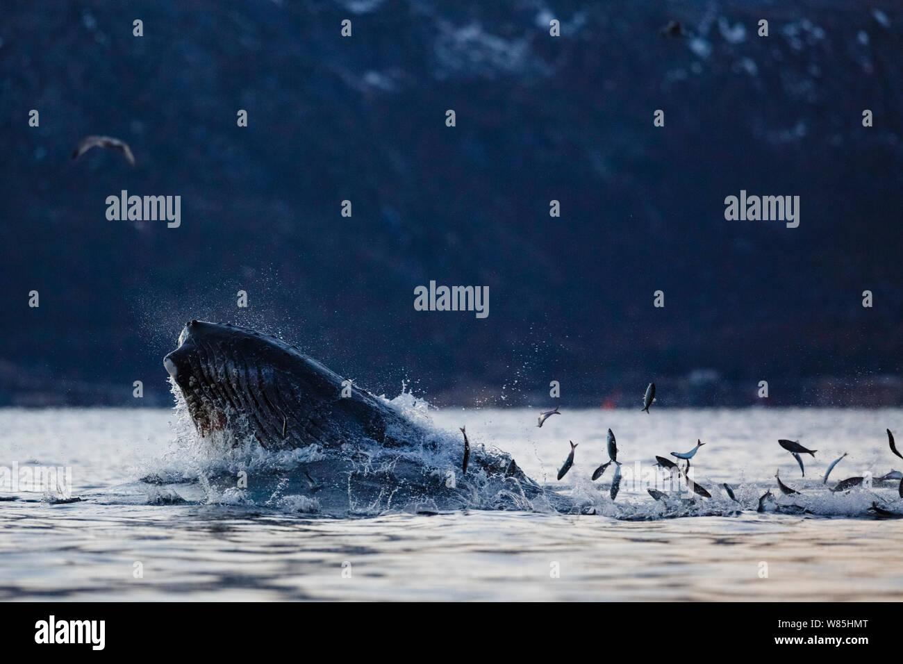 Humpback Whale (Megaptera novaeangliae) alimentazione su Aringa (Clupea harengus) con aringa salta fuori dell'acqua. Kvaloya, Troms, Norvegia settentrionale. Novembre. Foto Stock