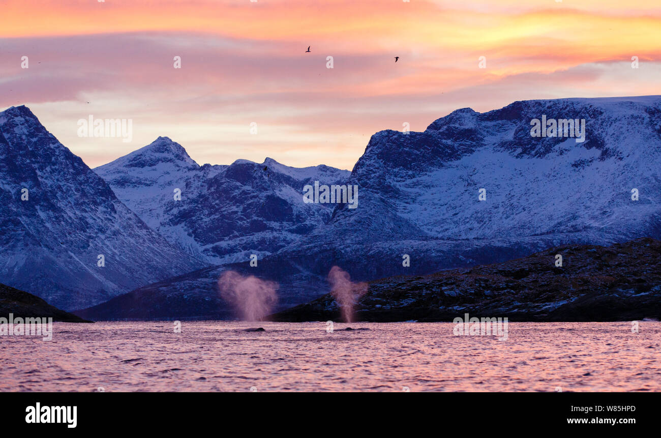 Le balene con la gobba (Megaptera novaeangliae) soffia alla superficie contemporaneamente con due gabbiani volare al di sopra. Con il paesaggio costiero durante la notte polare del tempo. Kvaloya, Troms, Norvegia settentrionale. Novembre. Foto Stock