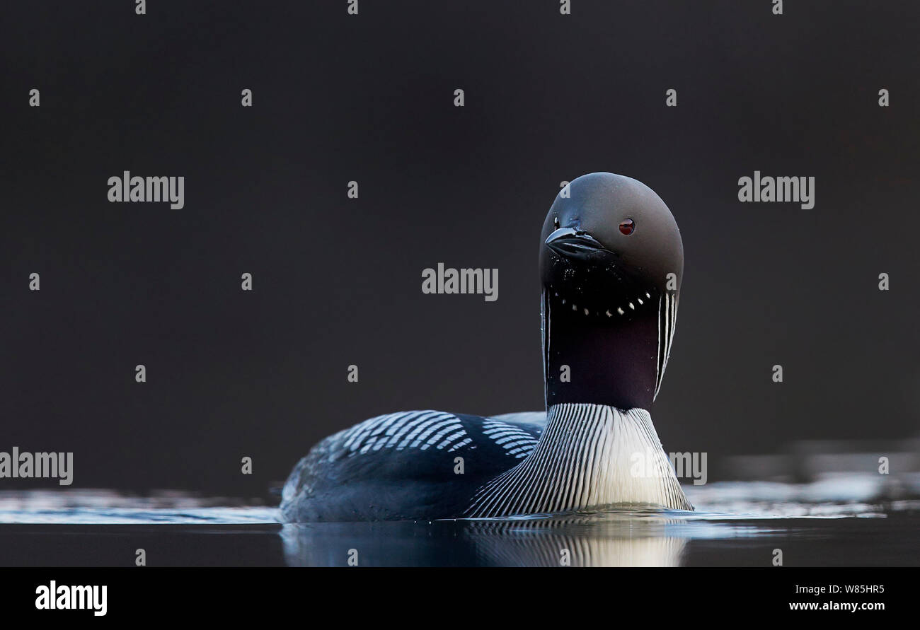 Nero-throated diver (Gavia arctica) sull'acqua, Finlandia, maggio. Foto Stock