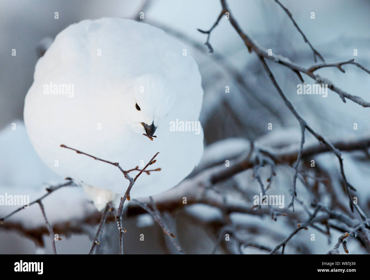 Willow grouse (Lagopus lagopus) appollaiato sul ramo, Kiilopaa, Inari, Finlandia, gennaio. Foto Stock