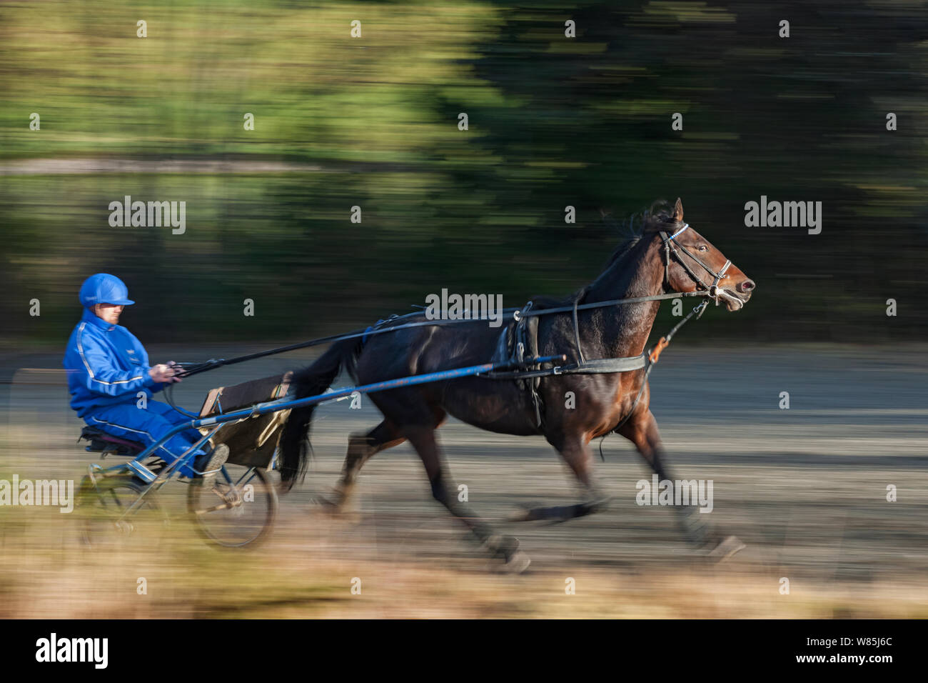 L uomo cavallo di formazione sulla pista di trotto. Klaebu, Sor-Trondelag, Norvegia. Ottobre 2013. Foto Stock