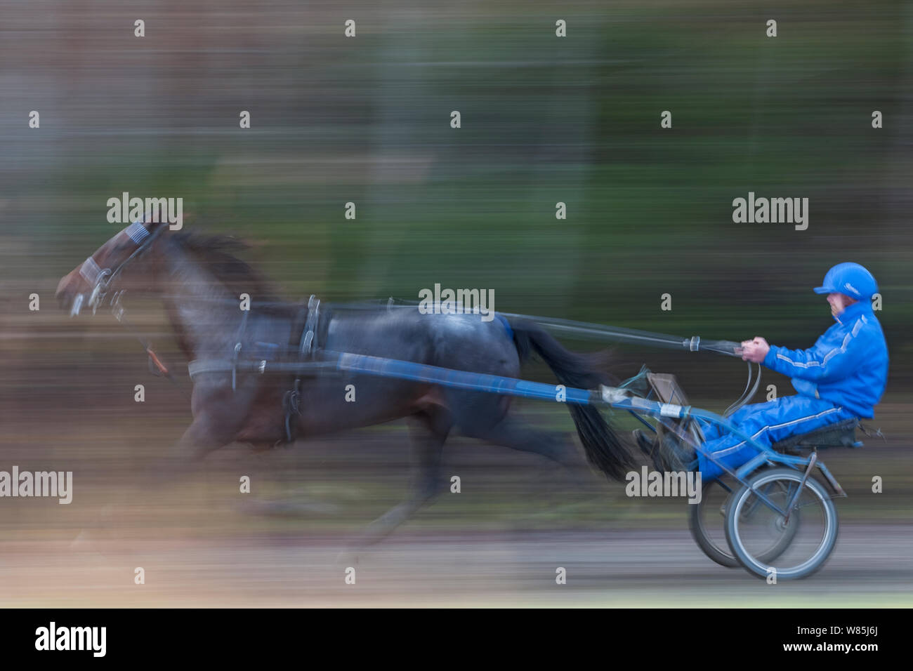 L uomo cavallo di formazione sulla pista di trotto. Klaebu, Sor-Trondelag, Norvegia. Ottobre 2013. Foto Stock