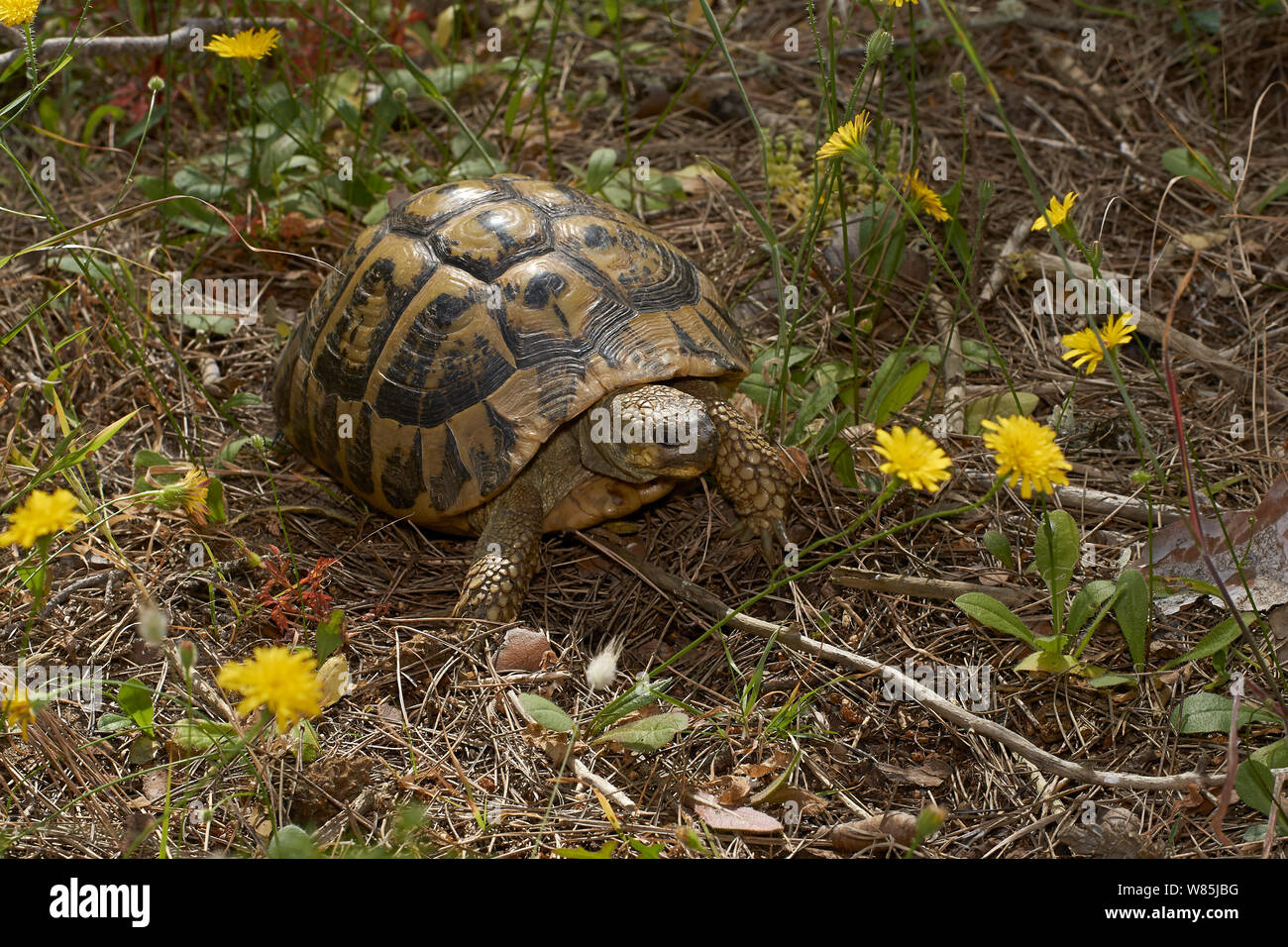 Tartaruga greca (Testudo graeca) Menorca. Maggio. Foto Stock