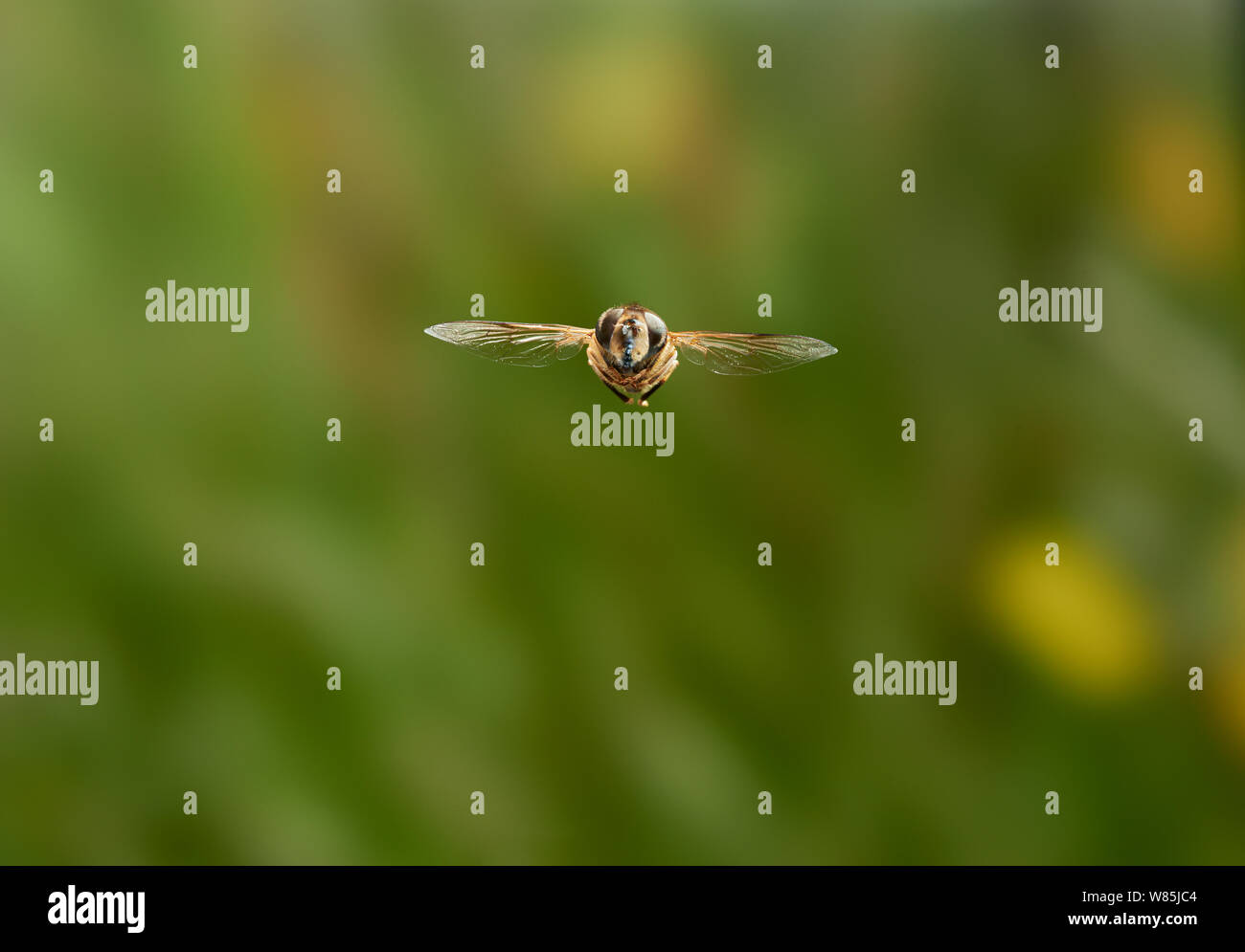 Hoverfly (Eristalis) in volo, Sussex, Inghilterra, Regno Unito. Agosto. Foto Stock