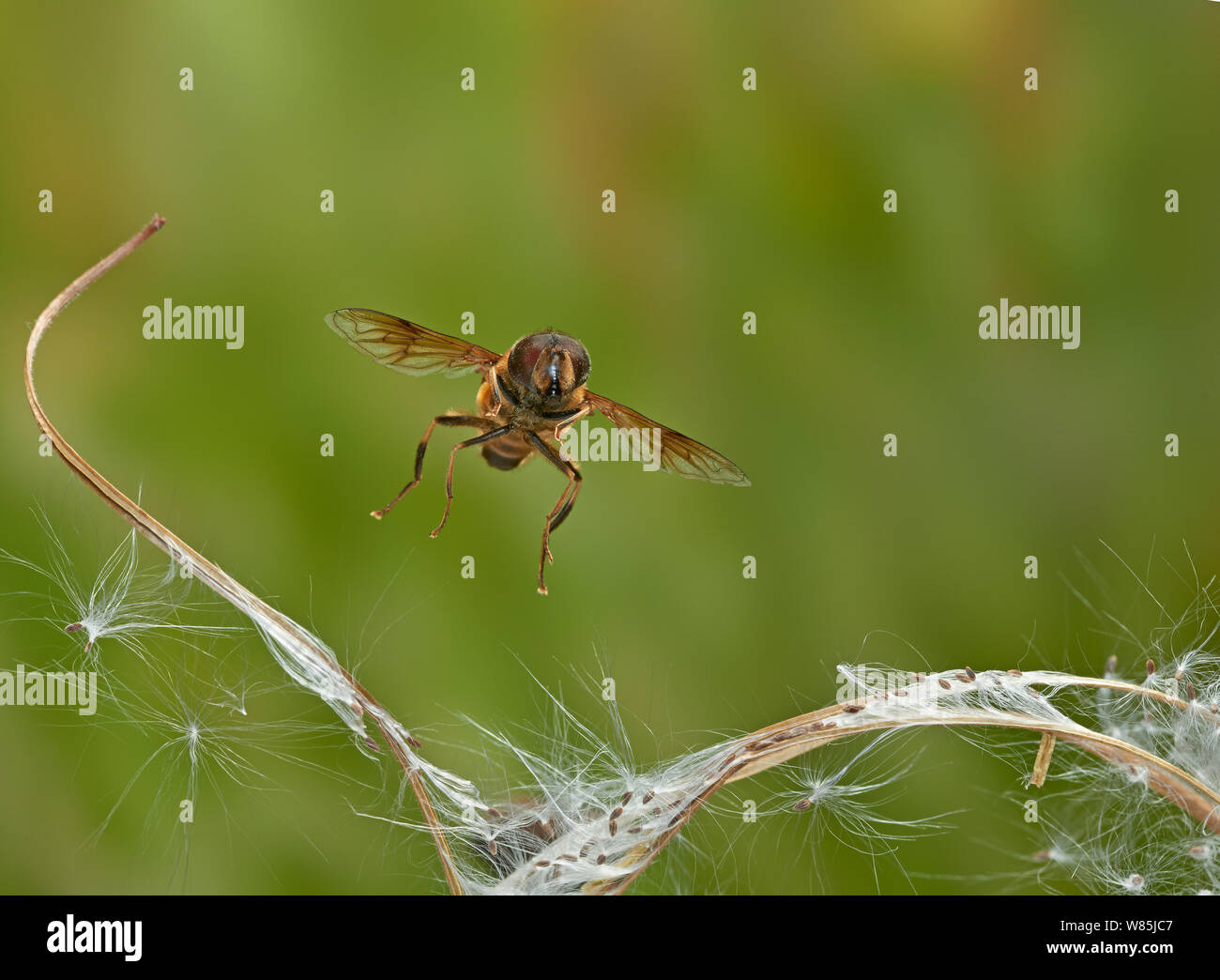Hoverfly (Eristalis) volando sopra la semina Willow erbe. Sussex, Inghilterra, Regno Unito. Settembre. Foto Stock