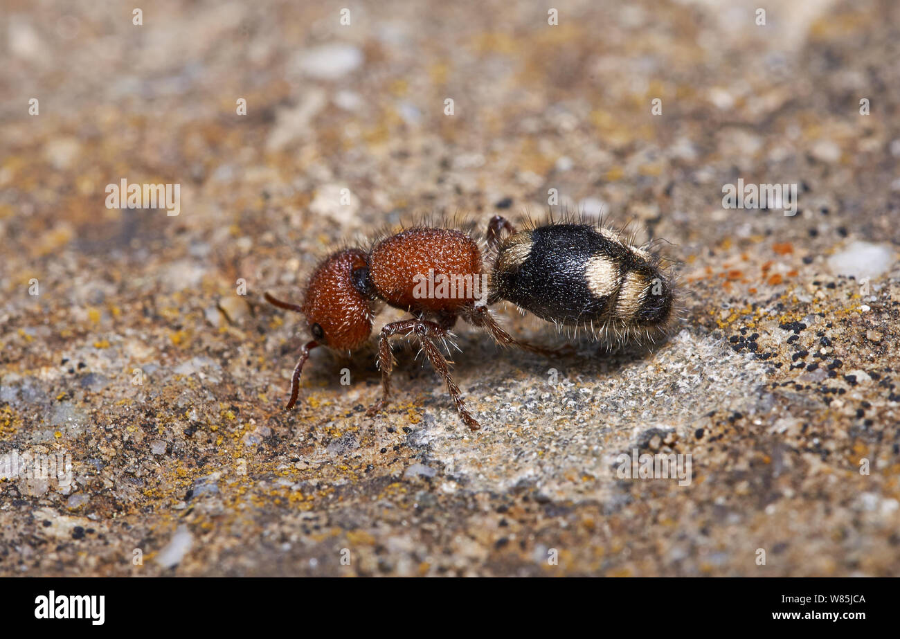 Velvet ant (Mutillidae) Menorca.. Maggio. Foto Stock