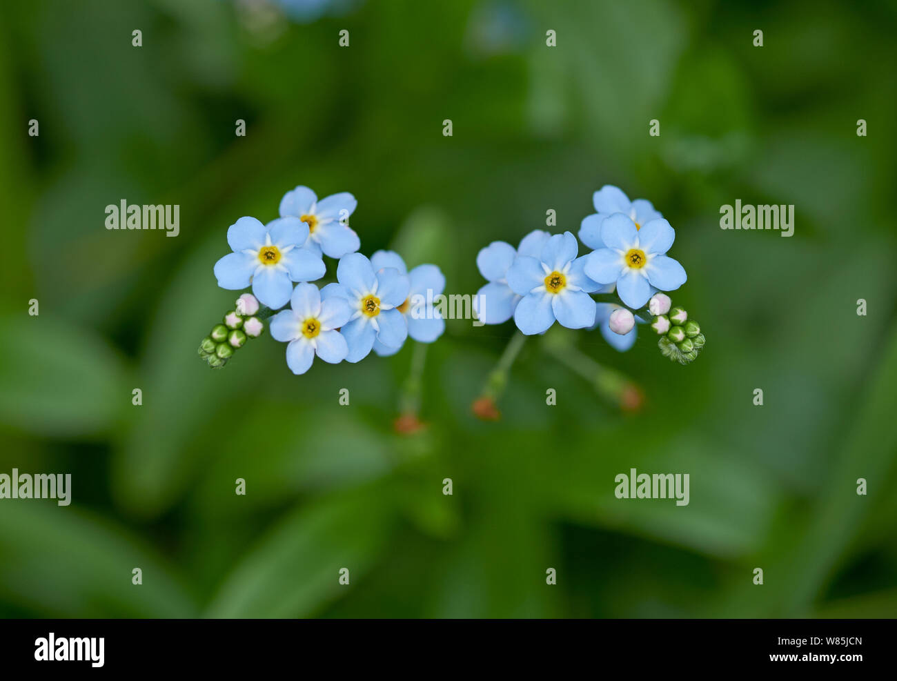 Dimenticare di acqua-me-non fiori (Myosotis palustris) Sussex, Inghilterra, Regno Unito. Giugno. Foto Stock