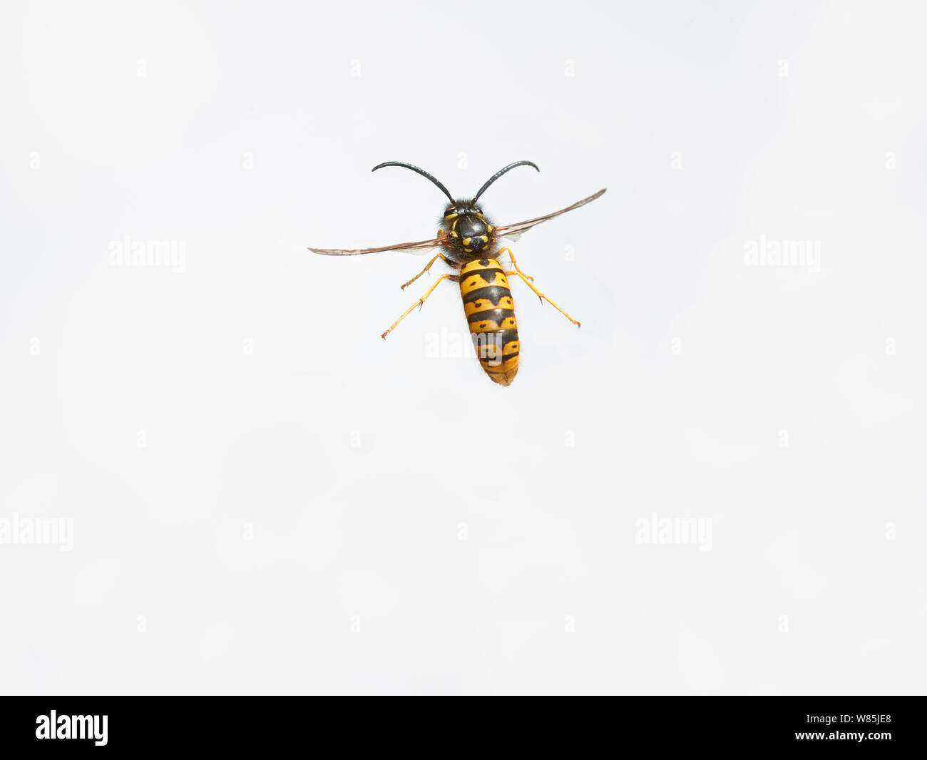 Social wasp (Vespa) in volo, contro uno sfondo bianco. Inghilterra, Regno Unito. Ottobre. Foto Stock