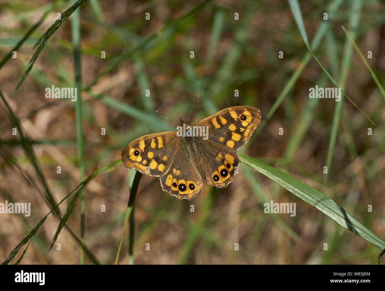 Legno Sprckled butterfly (Pararge aegeria) forma europea di Minorca. Maggio. Foto Stock