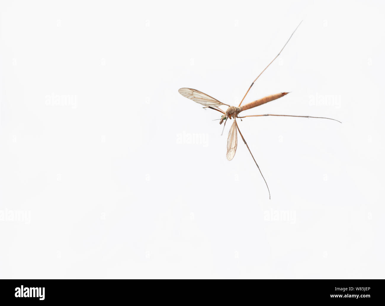 Cranefly o daddy-lungo-gambe (Tipula) femmina in volo contro uno sfondo bianco, Sussex, Inghilterra, Regno Unito. Settembre. Foto Stock