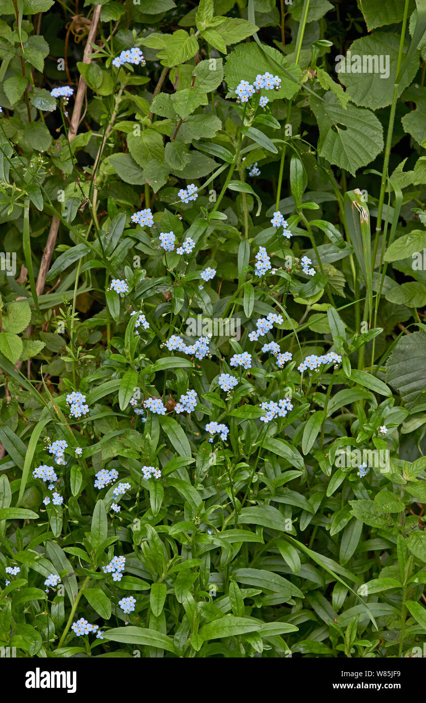 Foreget-me-non (Myosotis arvense) fiori, Sussex, Inghilterra, Regno Unito. Giugno. Foto Stock