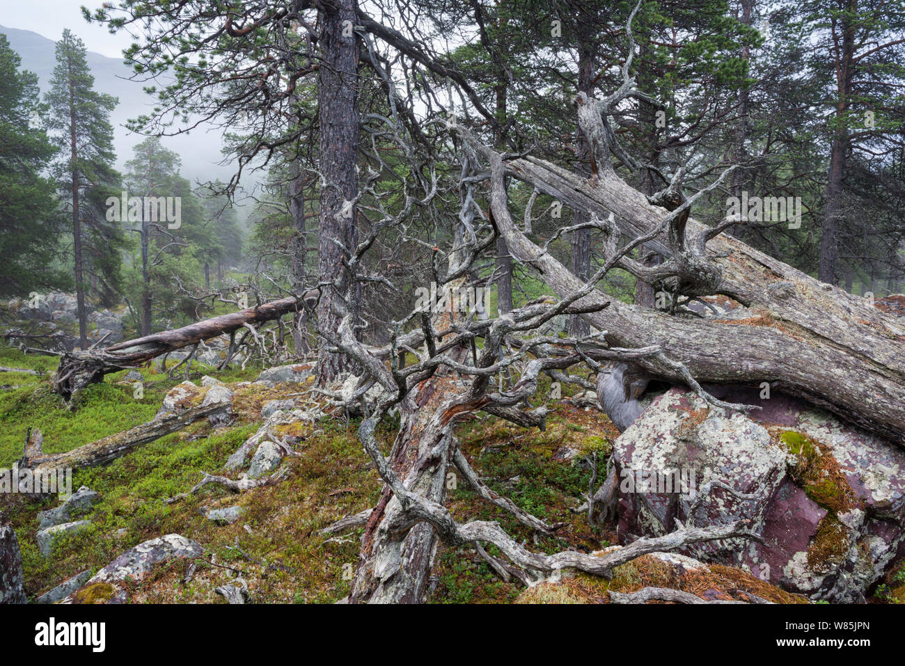 Di pino silvestre (Pinus sylvestris) foresta nella nebbia, con le rocce coperte da arctoparmelia lichen (Arctoparmelia centrifuga), Stora Sjofallet National Park, Laponia, Lapponia, Svezia, Luglio. Foto Stock