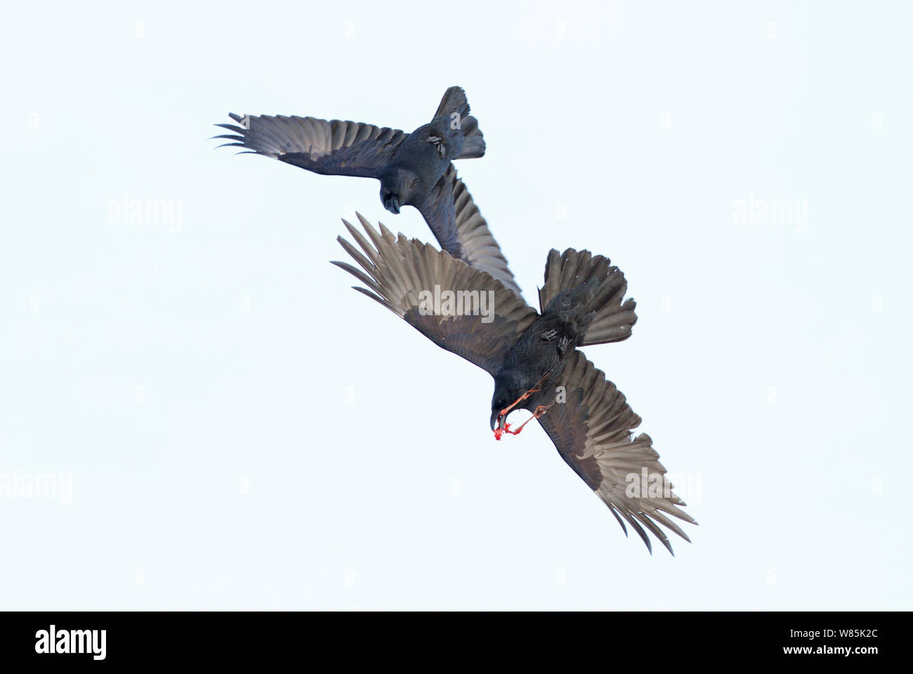 Comune di corvo imperiale (Corvus corax) due in volo, con resti di uccelli marini (gambe). Uccello Hornøya cliff, Norvegia. Foto Stock