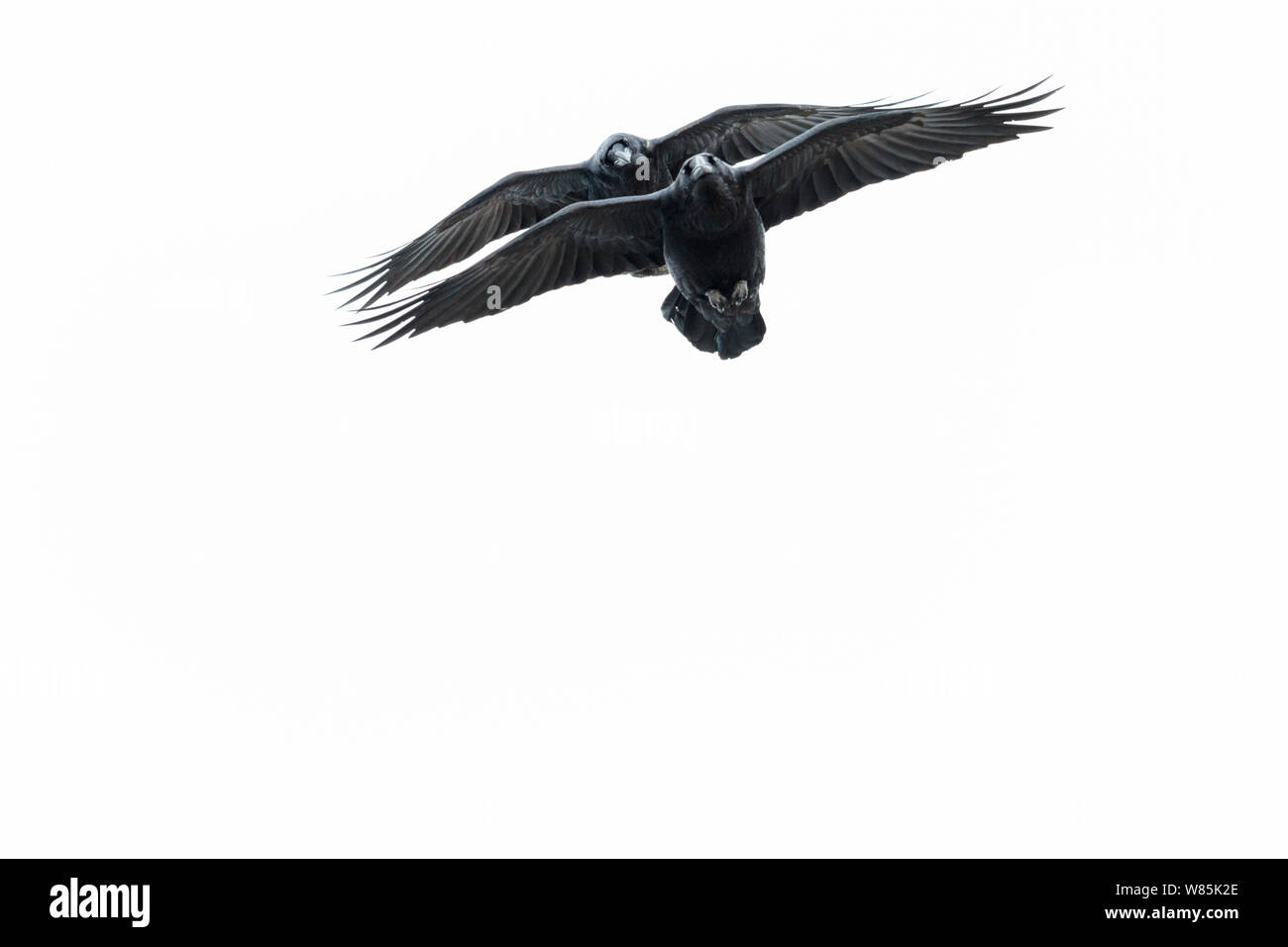 Comune di corvo imperiale (Corvus corax) due in volo contro uno sfondo bianco, Hornoya bird cliff, Norvegia. Foto Stock