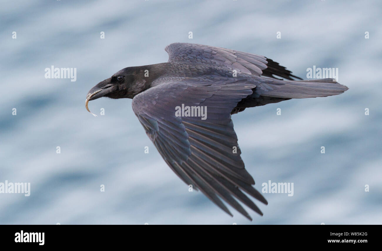 Comune di corvo imperiale (Corvus corax) con pesce rubato da uccelli marini in Hornøya bird cliff, Norvegia. Foto Stock