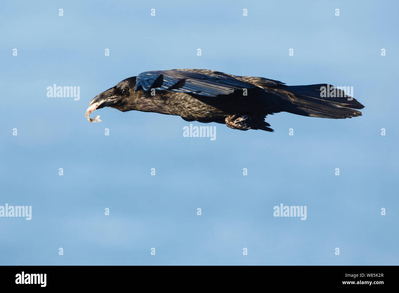 Comune di corvo imperiale (Corvus corax) con pesce rubato da uccelli marini, Hornoya bird cliff, Norvegia. Marzo. Foto Stock