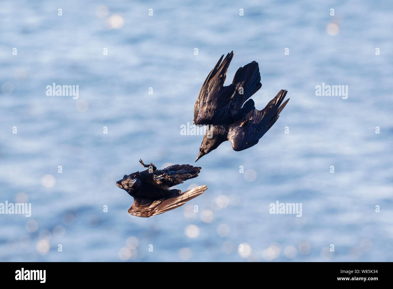 Corvi comune (Corvus corax) Visualizzazione, battenti capovolto e chiamando, Hornoya bird cliff, Norvegia. Marzo. Foto Stock