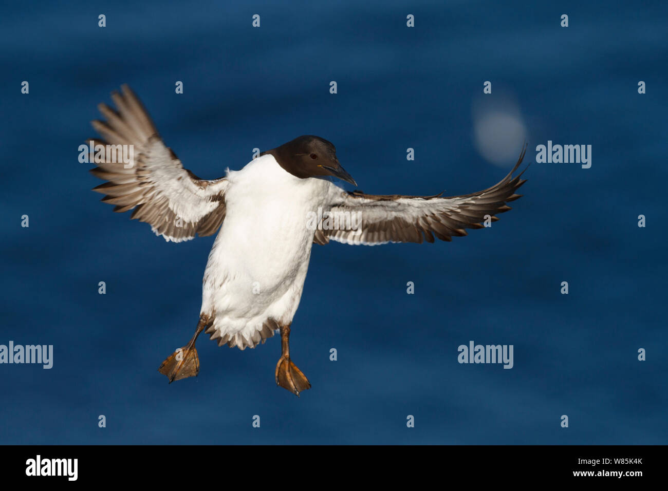 Comune di guillemot (Uria aalge) in volo. Hornoya Birdcliff, Finnmark, Norvegia, Marzo. Foto Stock