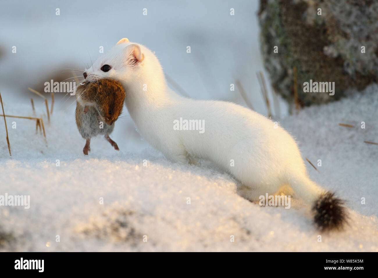 Ermellino (Mustela erminea), in cappotto invernale con vole preda Andoy, Norvegia, febbraio. Foto Stock