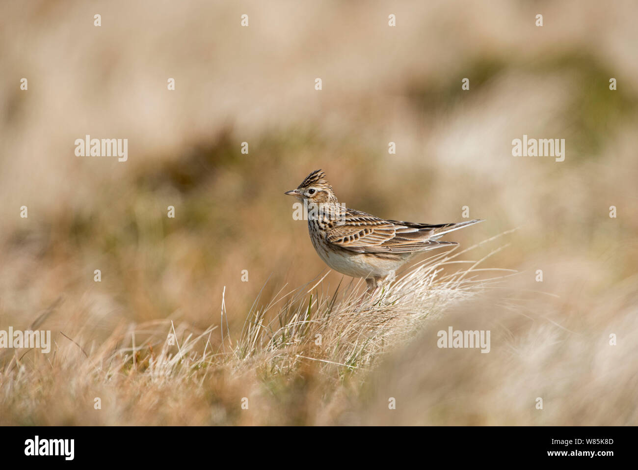 Allodola Alauda (arvense) sul suolo, Shetland, Scozia, Aprile. Foto Stock