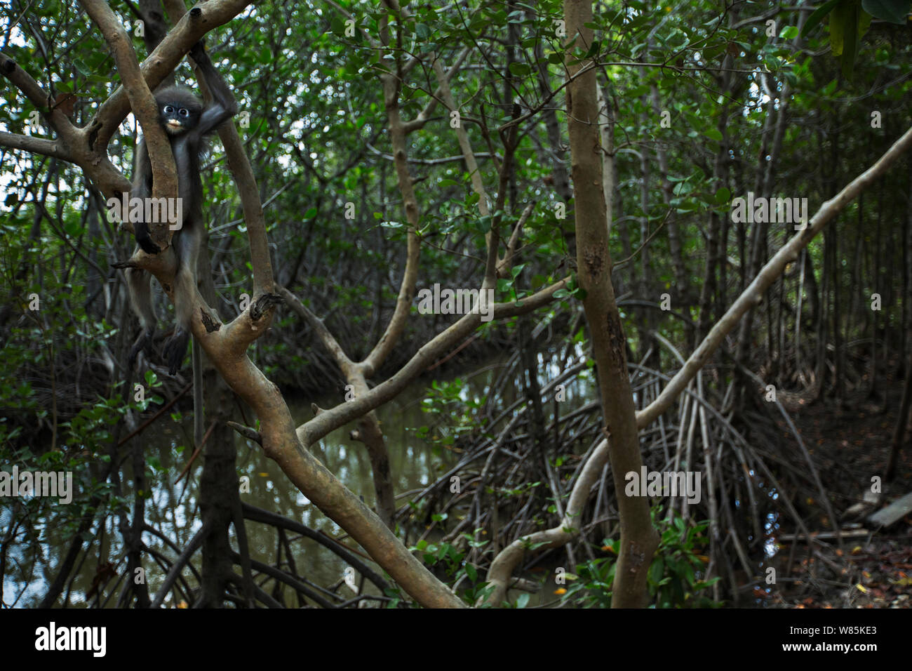 Dusky leaf monkey (Trachypithecus obscurus) capretti in una palude di mangrovie . Khao Sam Roi Yot National Park, Thailandia. Foto Stock