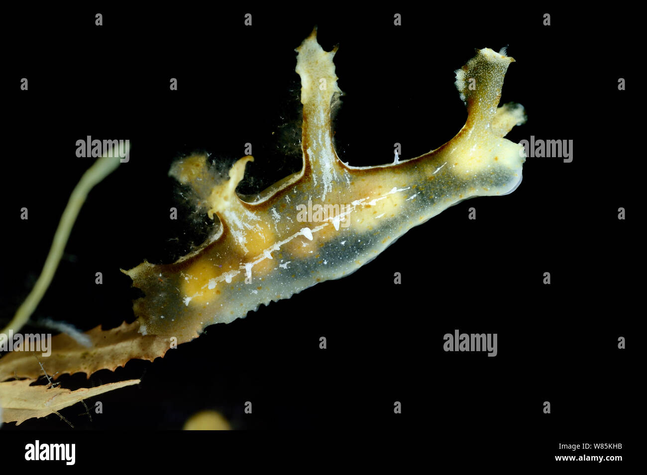 Sargassum nudibranch (Scyllaea pelagica) mimetizzata nel vasto-gulfweed dentata (Sargassum fluitans) Sargasso Sea, Bermuda Foto Stock