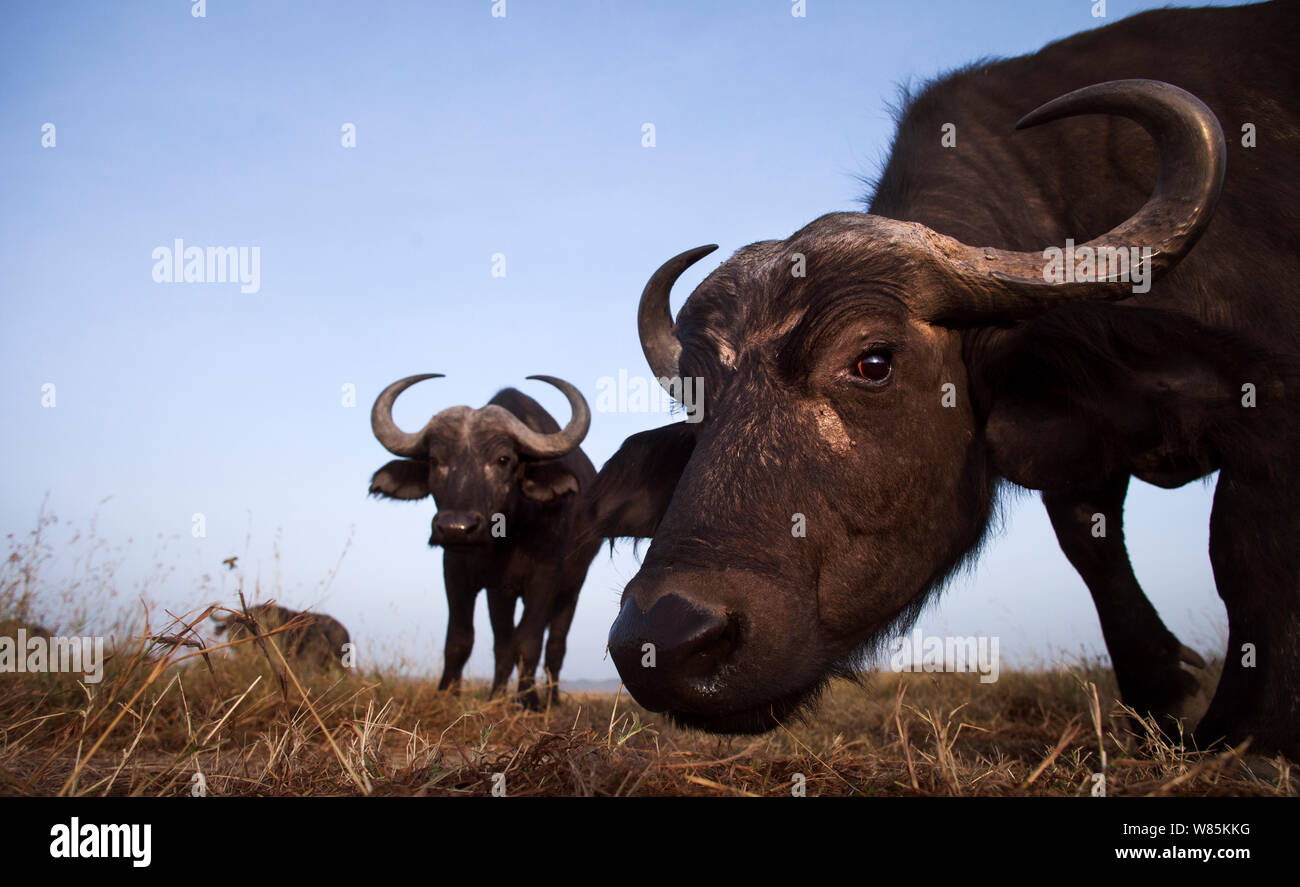 Bufali africani (Syncerus caffer) avvicinando la fotocamera con la curiosità e l'ampio angolo di prospettiva, il Masai Mara riserva nazionale del Kenya. Foto Stock