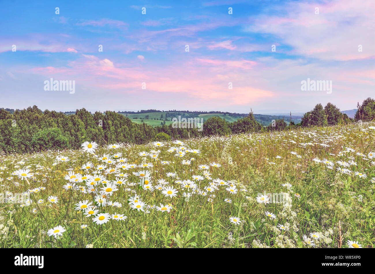 Serena estate Rosa tramonto sul prato di camomilla sul pendio della collina. All orizzonte verdi colline con foreste e campi di foggy haze. Idilliaco landsc estate Foto Stock