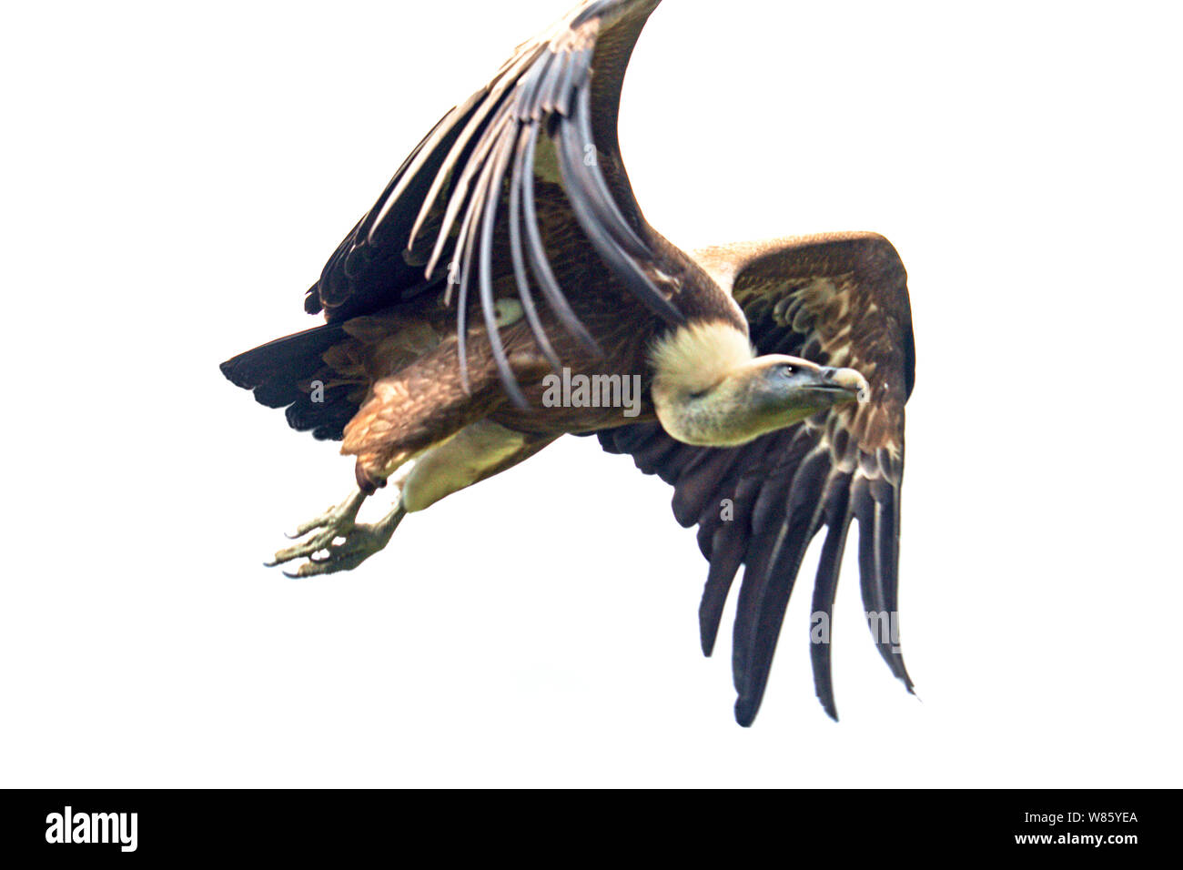 Grifone (Gyps fulvus) adulto in volo.Pirenei francesi. Foto Stock