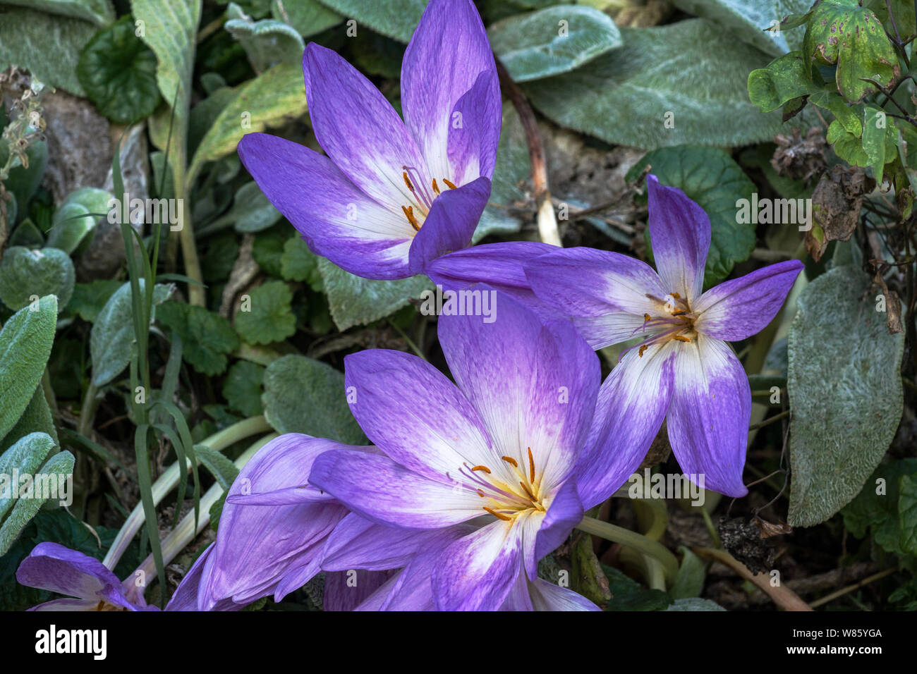 Piante. Tritelera hyacinthina syn Brodiaea hyacinthina. Un tipo di croco fiore con i fiori derivanti prima delle foglie.a sud-ovest della Francia. Foto Stock